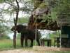 Tarangire Safari Lodge - Wildlife 
